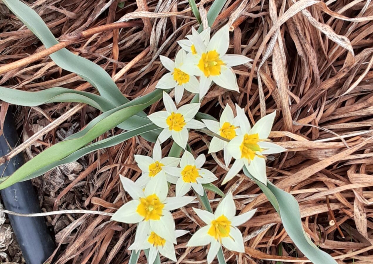 How Quickly The Garden Changes